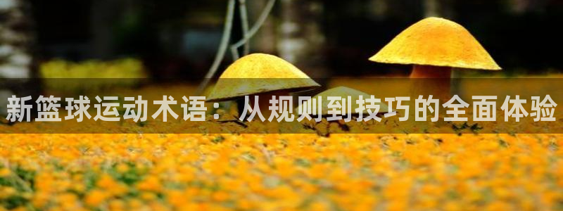 k1体育平台3915：新篮球运动术语：从规则到技巧的全面体验
